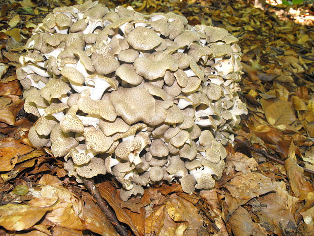 trúdnik klobúčkatý Polyporus umbellatus (Pers.) Fr.