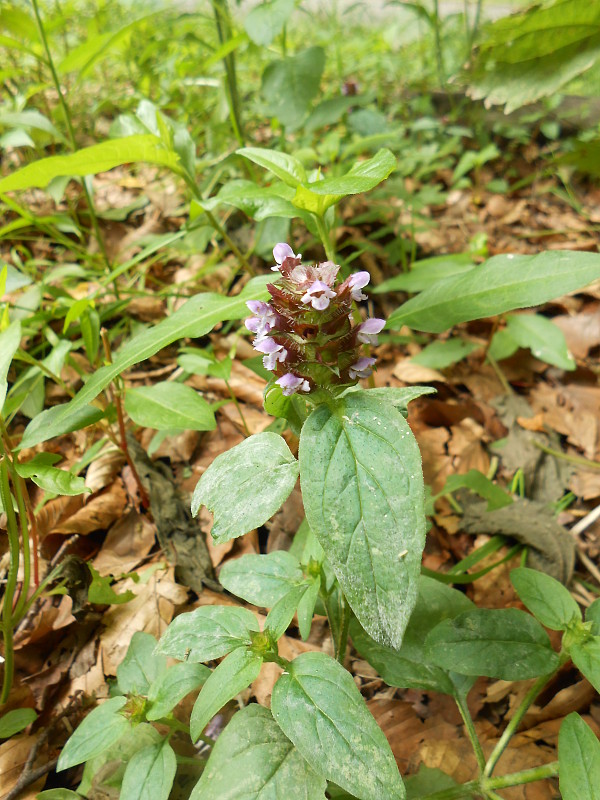 čiernohlávok obyčajný Prunella vulgaris L.