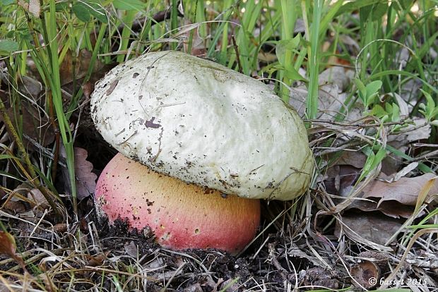 hríb satanský Rubroboletus satanas f. satanas (Lenz) Kuan Zhao & Zhu L. Yang