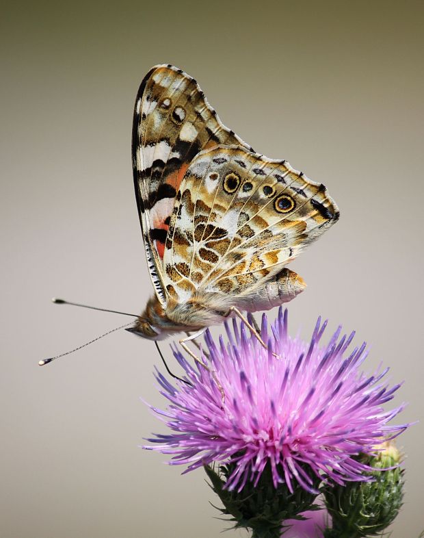 babôčka bodliaková  Vanessa cardui