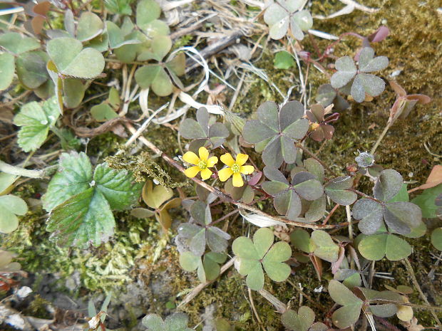 kysličkovec rožkatý Xanthoxalis corniculata (L.) Small