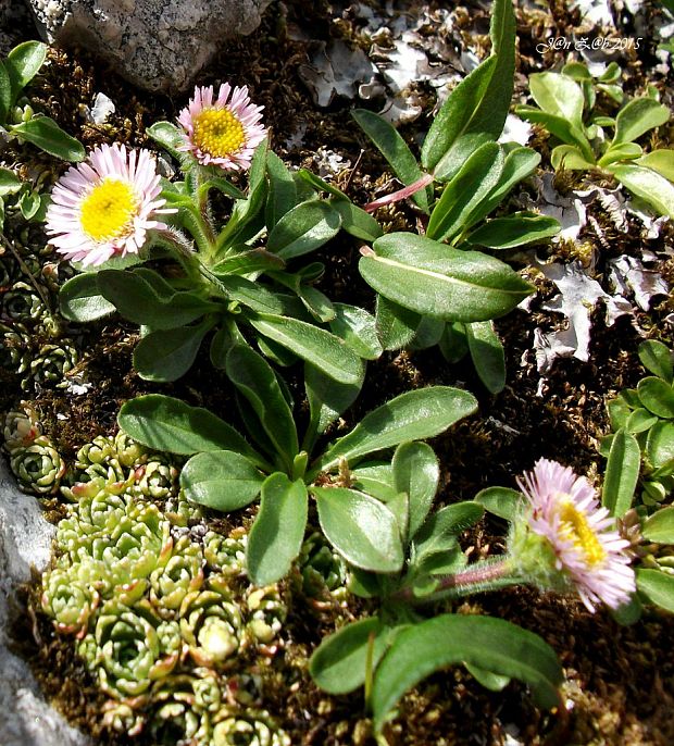 turica alpínska Erigeron alpinus L.