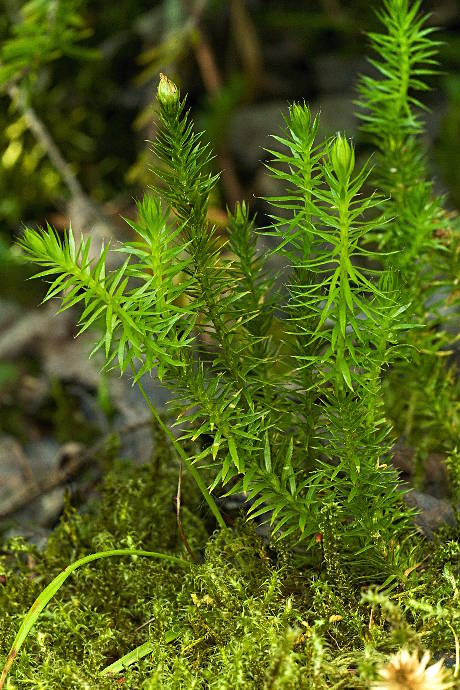 plavúň pučivý Lycopodium annotinum L.