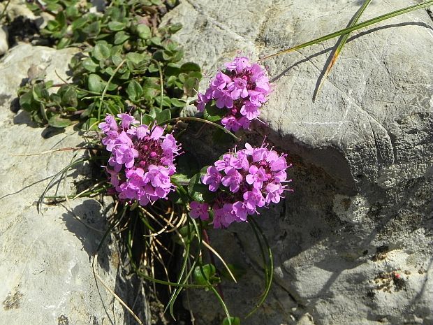 dúška alpská Thymus alpestris Tausch ex A. Kern.