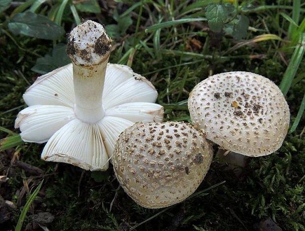 muchotrávka olivovohnedastá Amanita franchetii (Boud.) Fayod