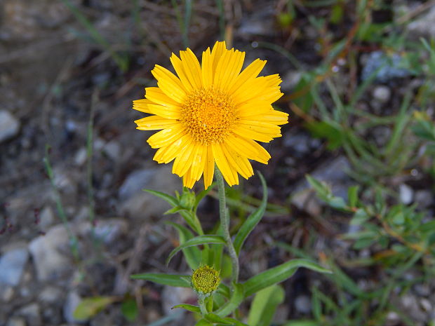 volovec vŕbolistý Buphthalmum salicifolium L.