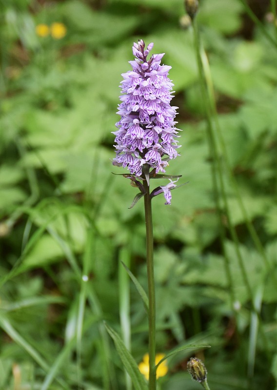 vstavačovec fuchsov pravý Dactylorhiza fuchsii subsp. fuchsii (Druce) Soó