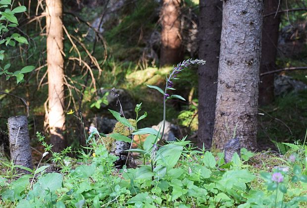 kruštík Epipactis sp.