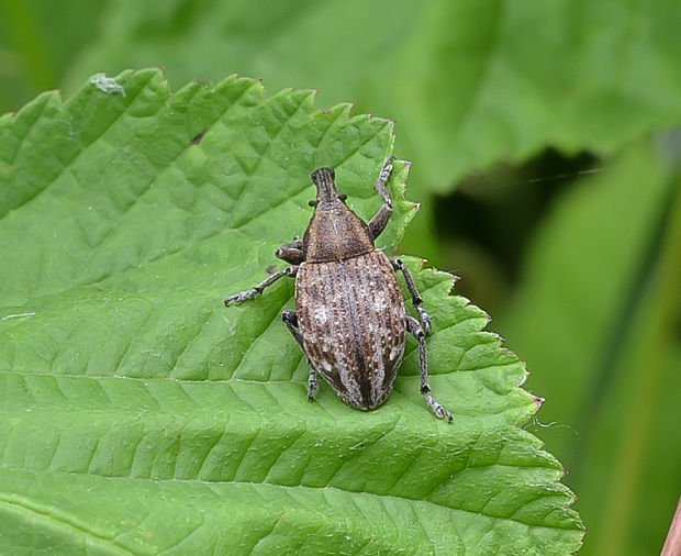 nosaník Lepyrus capucinus