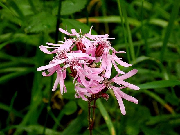 kukučka lúčna Lychnis flos-cuculi L.