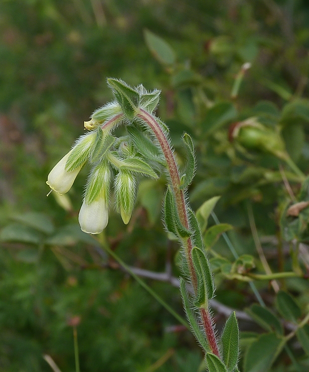 rumenica nepravá bradavičnatá Onosma pseudoarenaria subsp. tuberculata (Kit.) Rauschert.