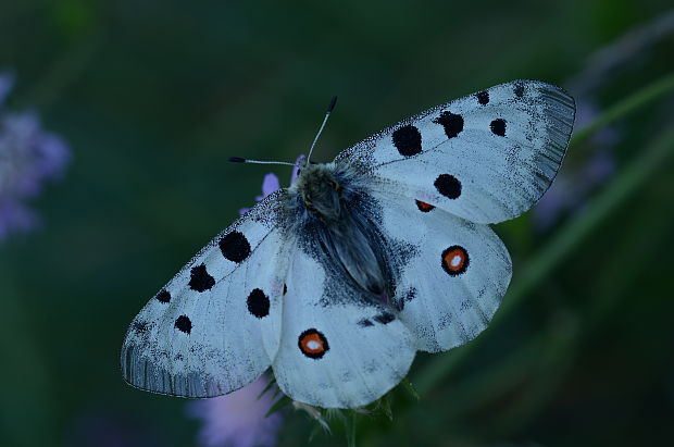 jasoň červenooký Parnassius apollo