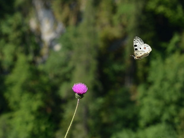 jasoň červenooký Parnassius apollo