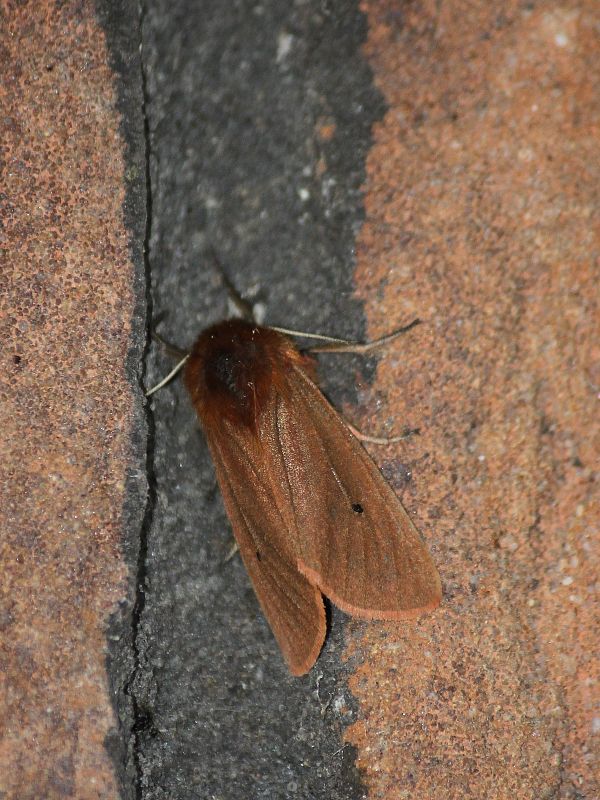 spriadač štiavcový  Phragmatobia fuliginosa Linnaeus