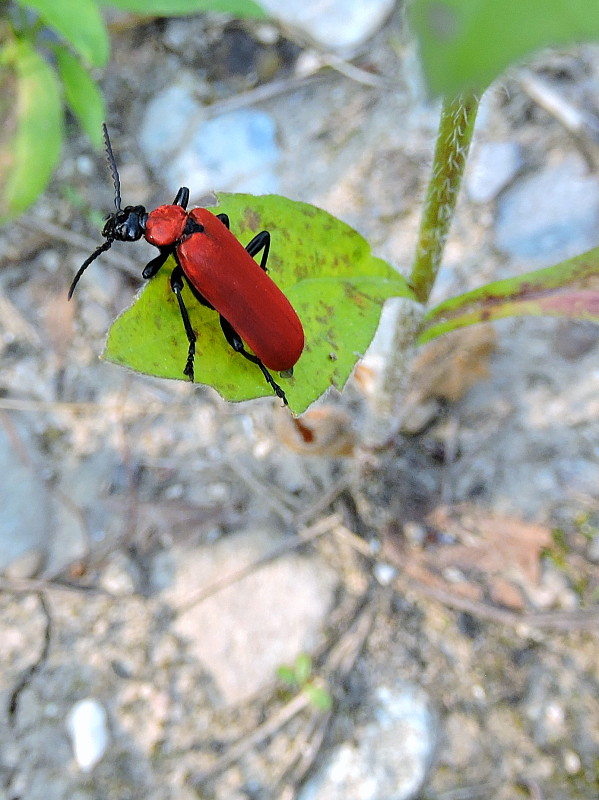 červenáčik  Pyrochroa coccinea