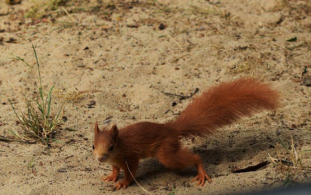 veverica stromová Sciurus vulgaris