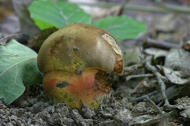 hríb zrnitohlúbikový Sutorius luridiformis (Rostk.) G. Wu & Zhu L. Yang