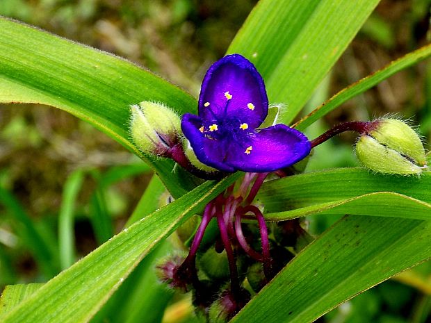 tradescantia sp. Tradescantia sp.