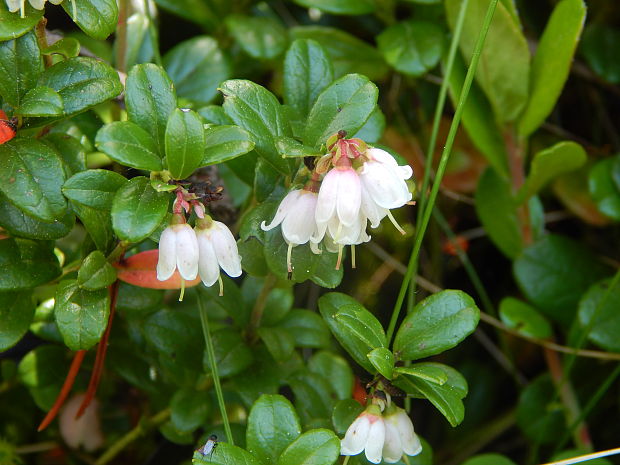 brusnica pravá Vaccinium vitis-idaea L.