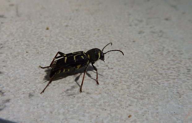 fuzáč Xylotrechus antilope