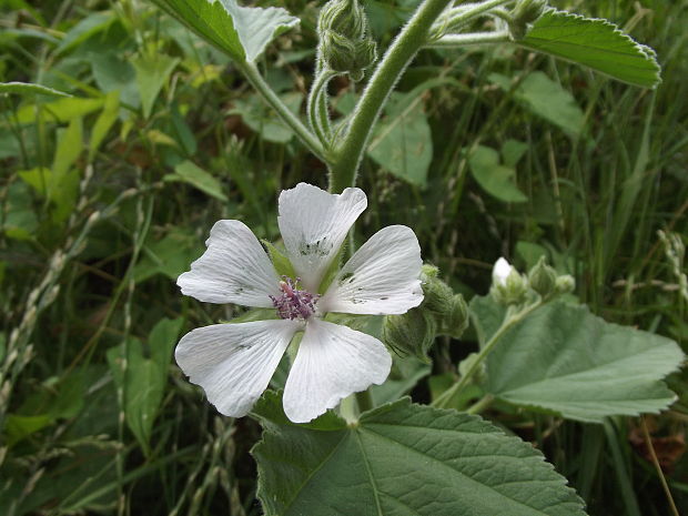 ibiš lekársky Althaea officinalis L.