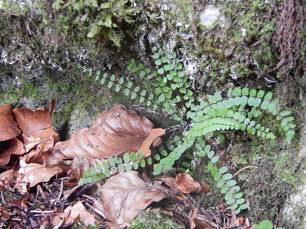 slezinník červený Asplenium trichomanes L. emend. Huds.