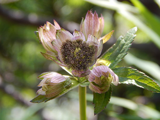 jarmanka väčšia Astrantia major L.