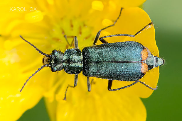 malachius zelený Cordylepherus viridis