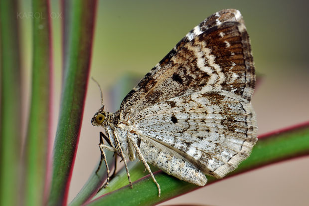 piadivka obyčajná Epirrhoe alternata