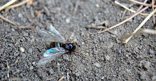 mravec lúčny Formica pratensis