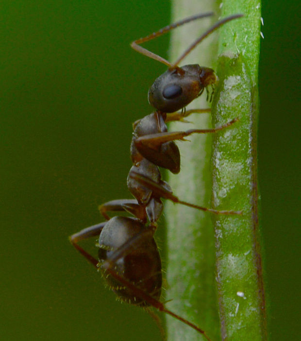 mravec Formica sp.