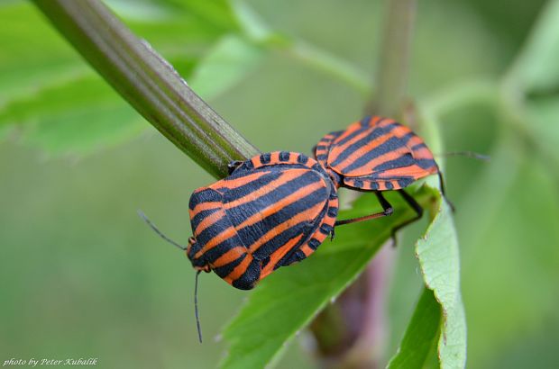 bzdocha pásavá Graphosoma italicum