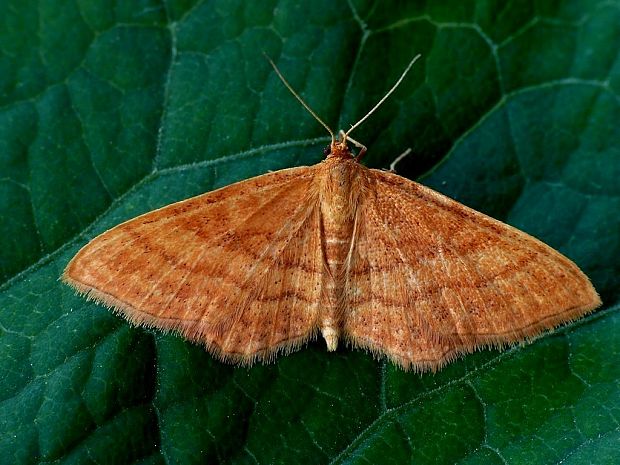 piadica okrová (sk) / žlutokřídlec okrový (cz) Idaea ochrata Scopoli, 1763