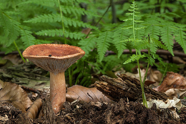 rýdzik sladkastý Lactarius subdulcis (Pers.) Gray