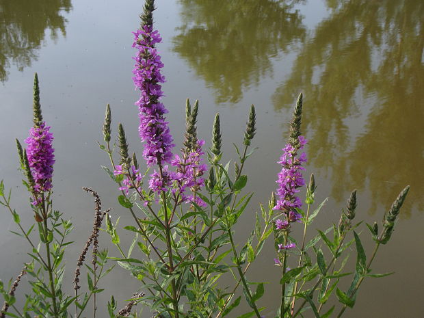 vrbica vŕbolistá Lythrum salicaria L.