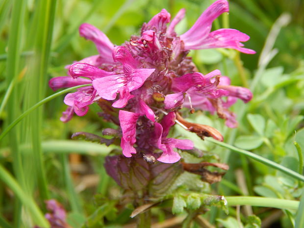 všivec praslenatý Pedicularis verticillata L.