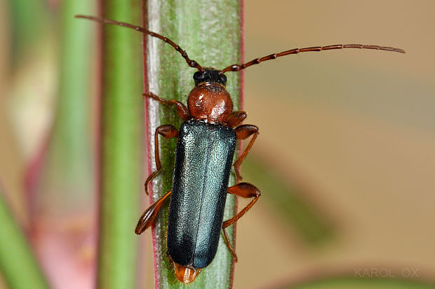 fuzáč Phymatodes testaceus