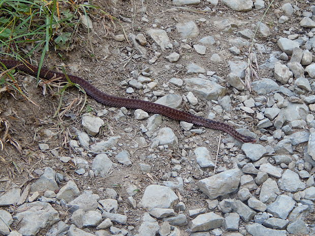 vretenica ♀ Vipera berus ♀