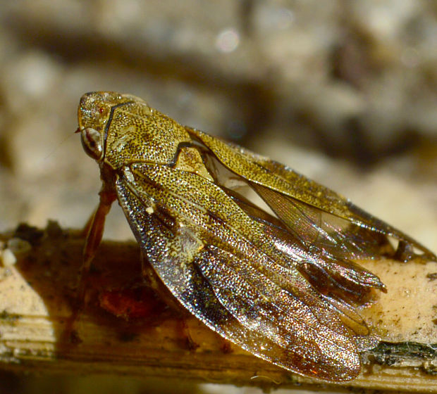 peniarka jeľšová Aphrophora alni