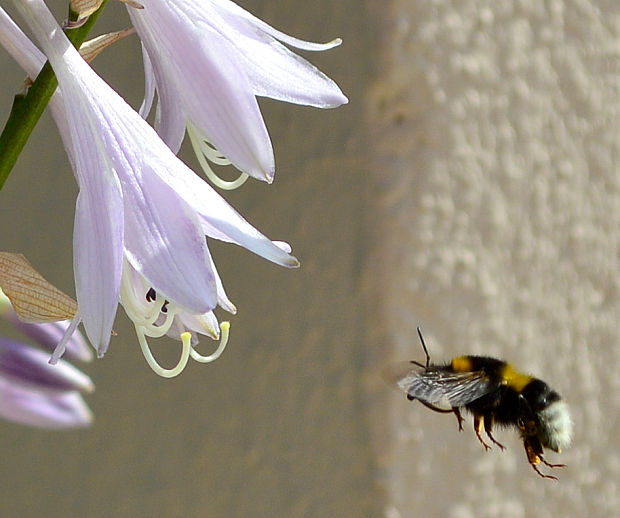 čmeliak zemný Bombus terrestris