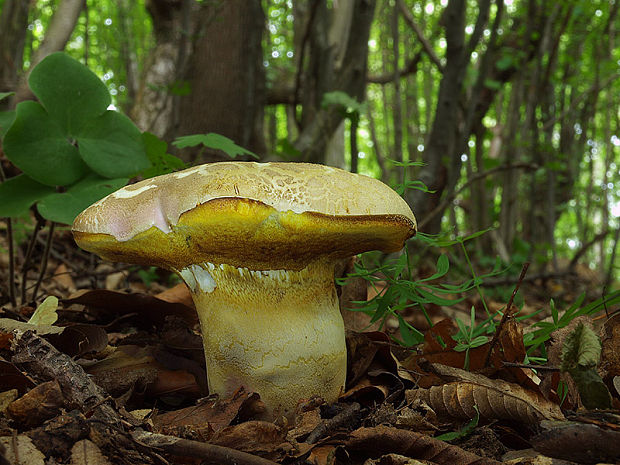 hríb nádherný Butyriboletus fuscoroseus (Smotl.) Vizzini & Gelardi