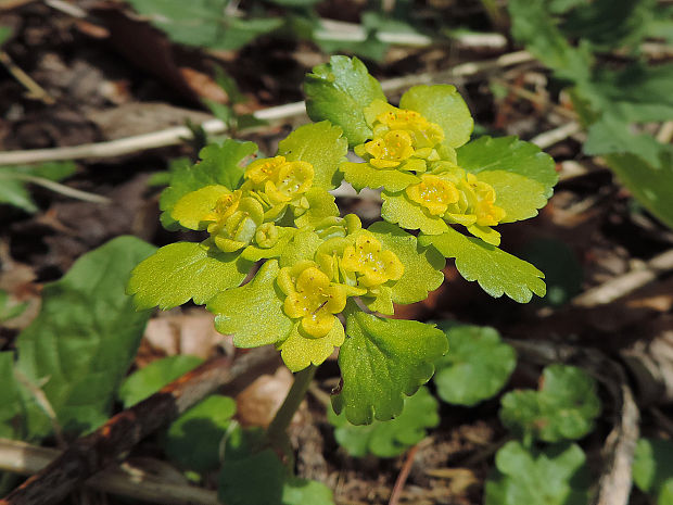 slezinovka striedavolistá Chrysosplenium alternifolium L.