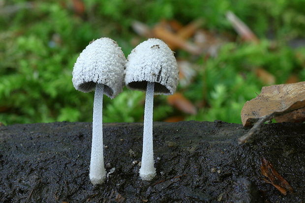 hnojník ovinutý Coprinopsis laanii (Kits van Wav.) Redhead, Vilgalys & Moncalvo