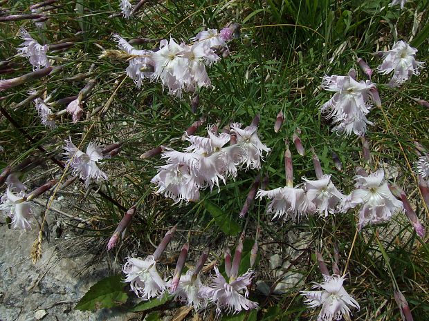 klinček včasný pravý Dianthus praecox subsp. praecox