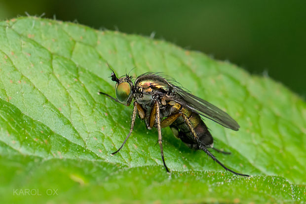 dlhonôžka Dolichopus cf. claviger