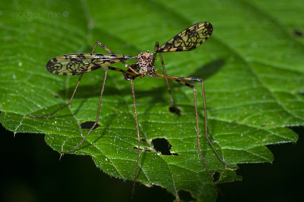 bahniarka Epiphragma ocellare