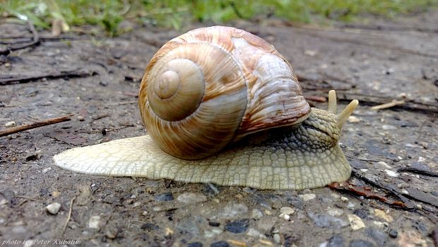 slimák záhradný Helix pomatia