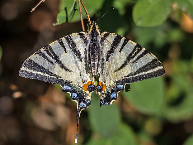 vidlochvost ovocný  Iphiclides podalirius