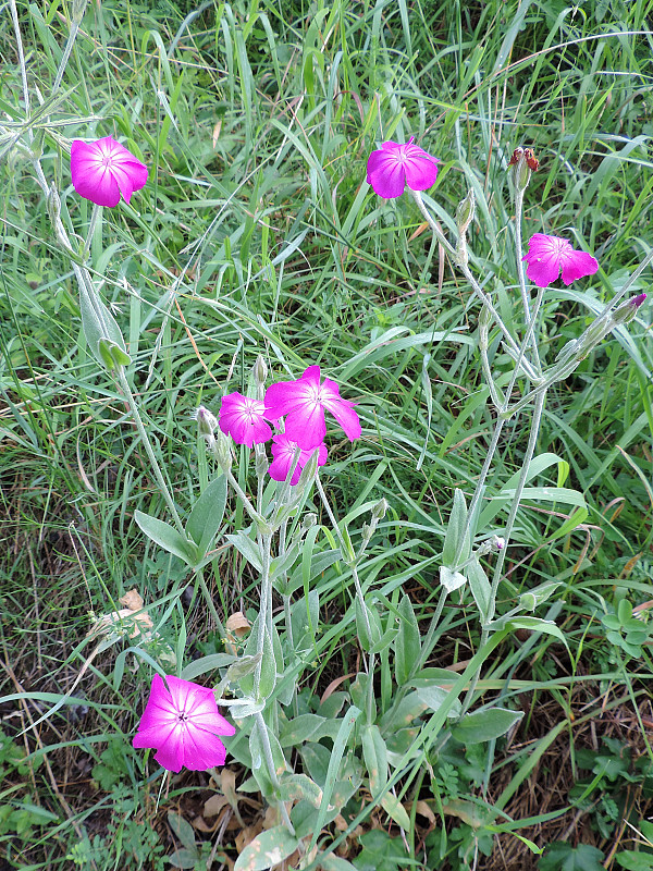 kukučka vencová Lychnis coronaria (L.) Desr.