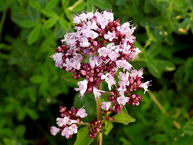 pamajorán obyčajný Origanum vulgare L.